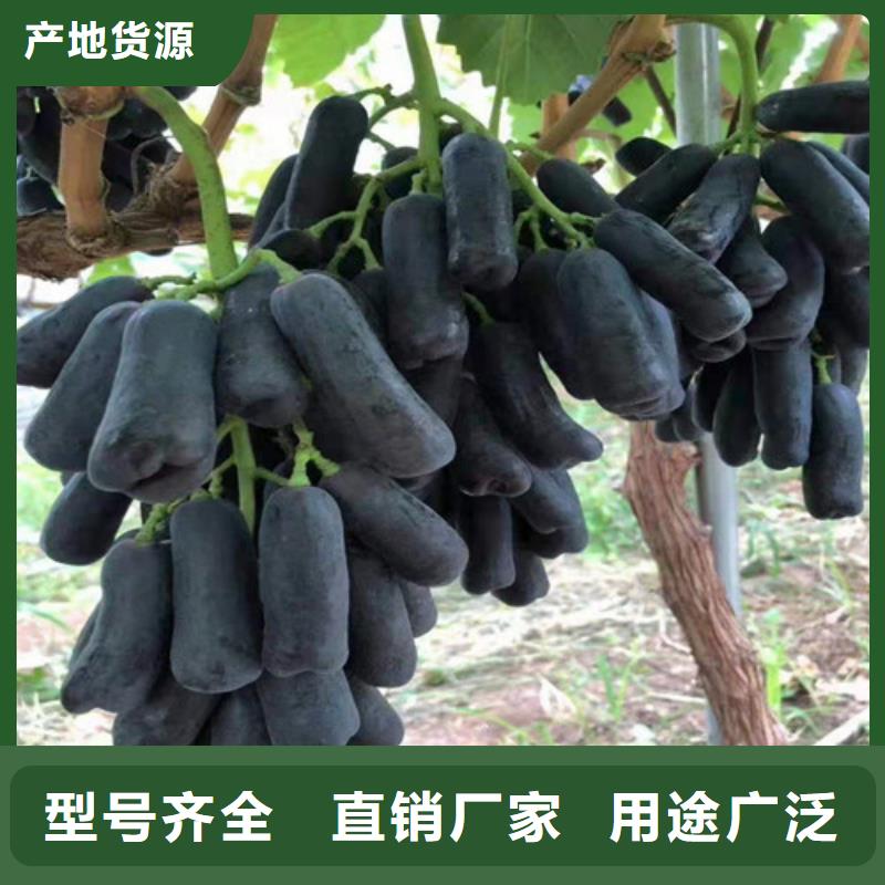 葡萄草莓苗售后无忧