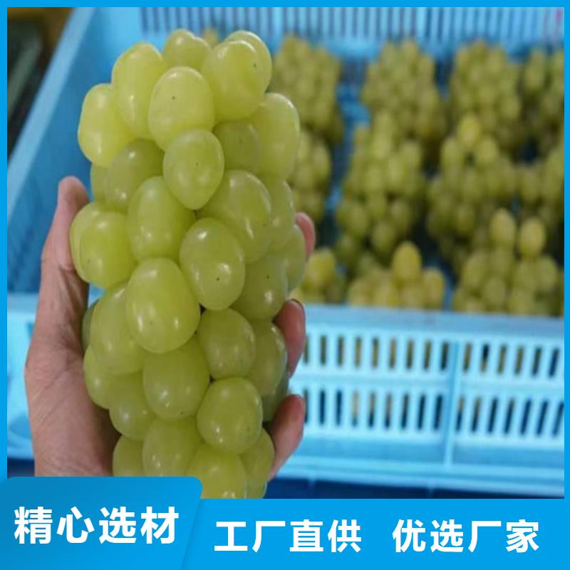 梨树苗视频-梨树苗-新疆伊犁市乌鲁木齐|克拉玛依当地服务商