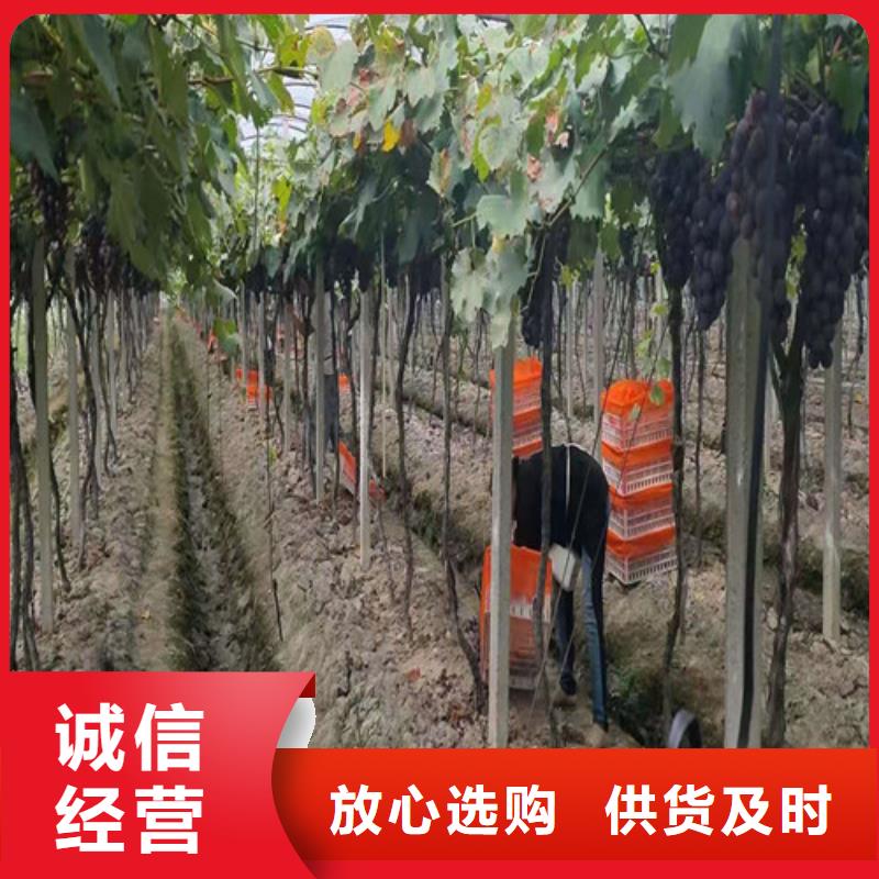 葡萄花椒苗价格地道