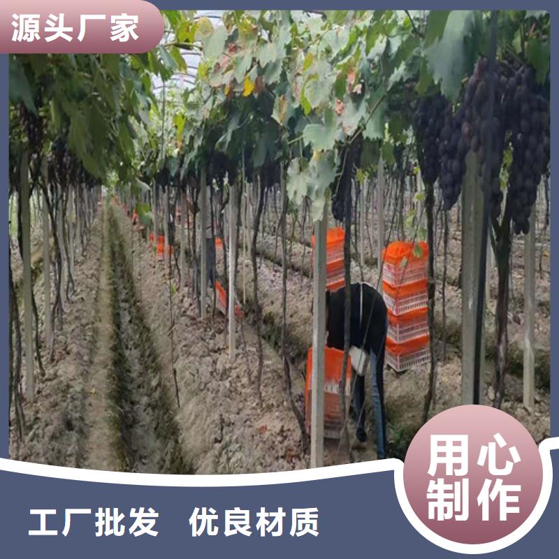 葡萄苹果树苗根据要求定制