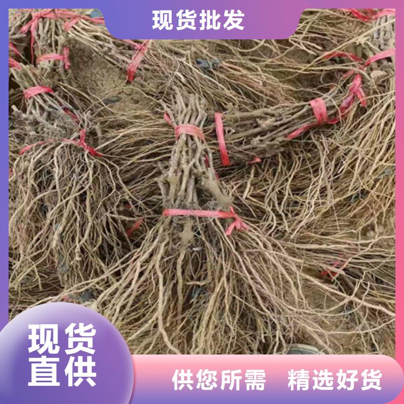 葡萄苹果树苗根据要求定制