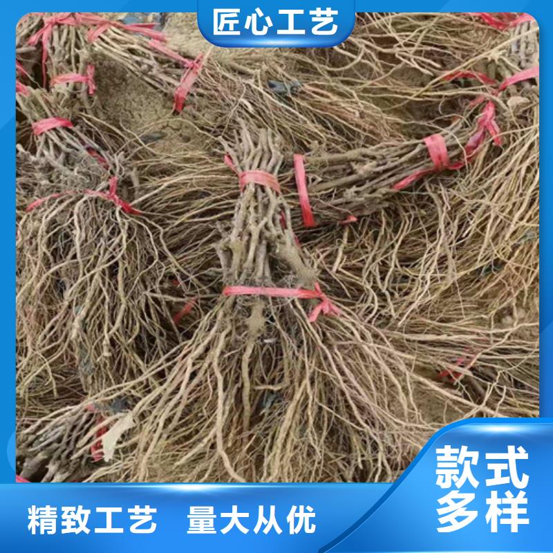 葡萄草莓苗真材实料诚信经营