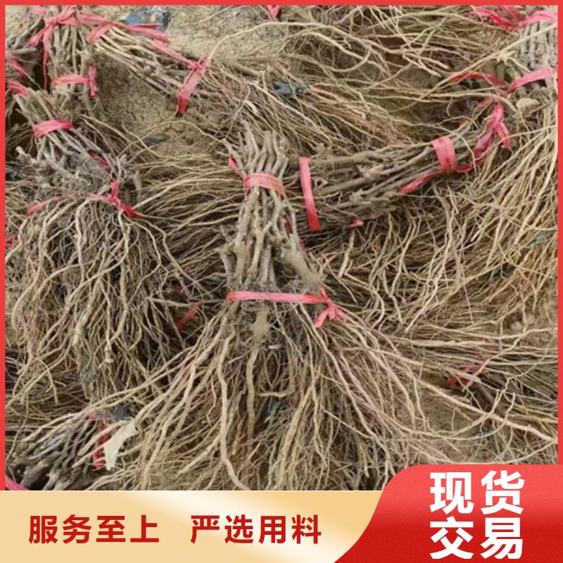 葡萄大棚草莓苗符合标准