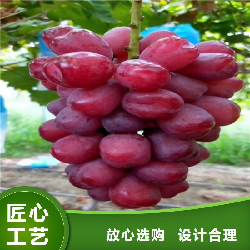 葡萄核桃苗质优价廉