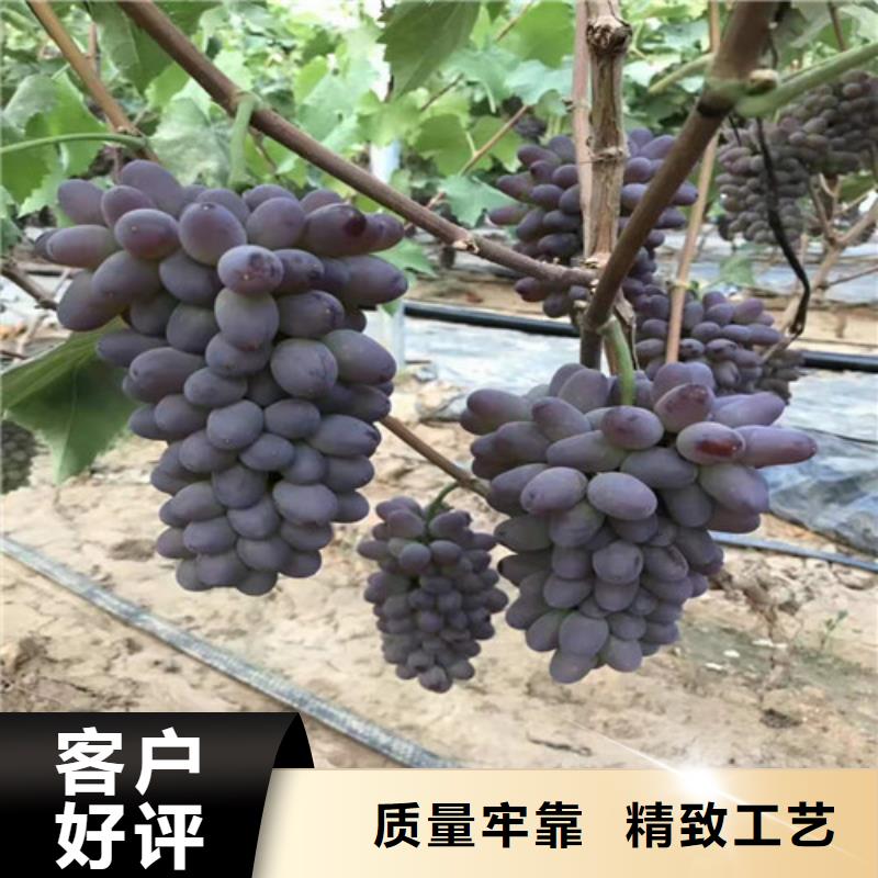 脆光葡萄苗