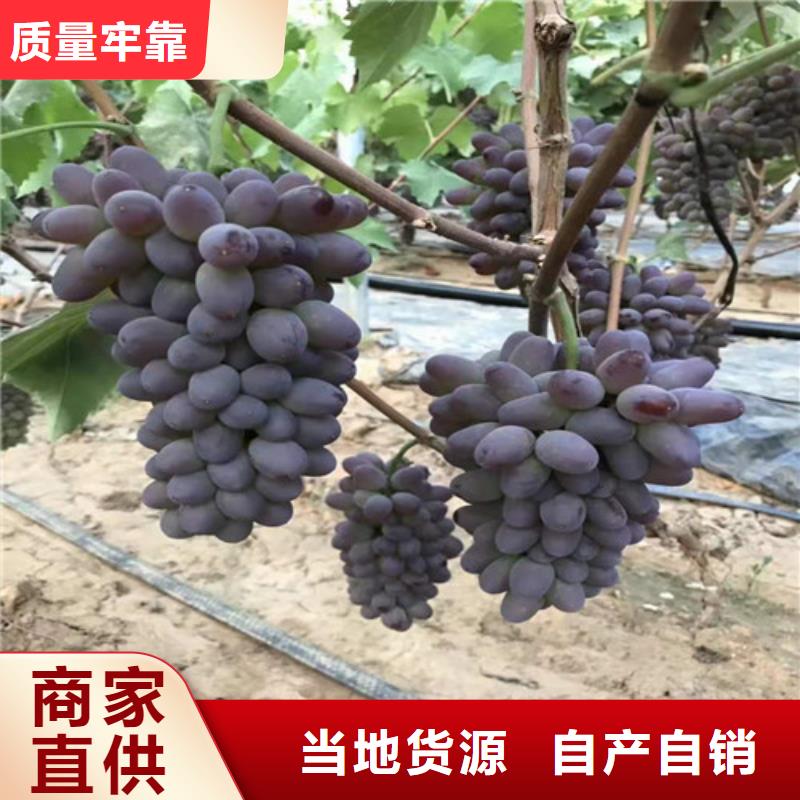 葡萄苹果苗源头厂商