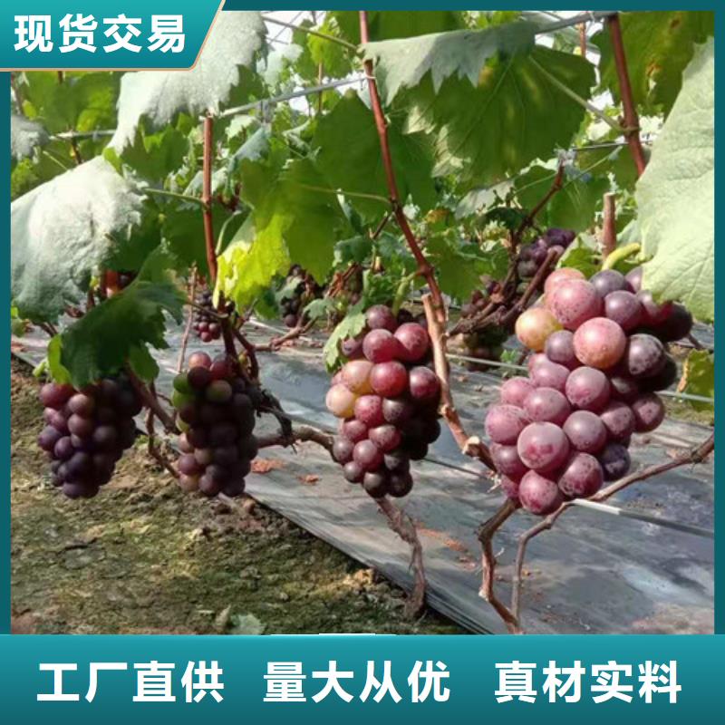 葡萄酥脆一号从源头保证品质