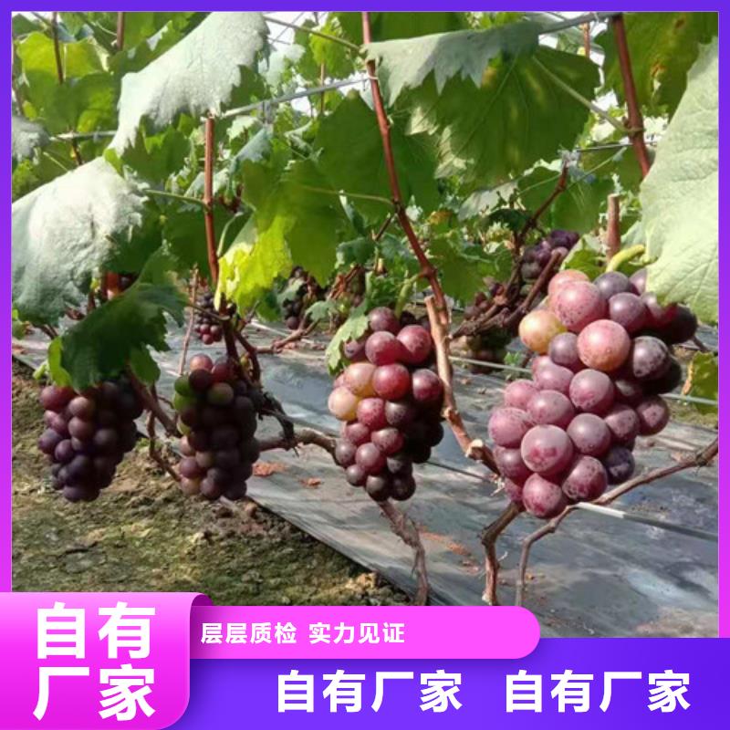 梨树苗视频-浙江省舟山市兴业梨树苗可服务区域定海|岱山|湖州|丽水|金华|嘉兴等
