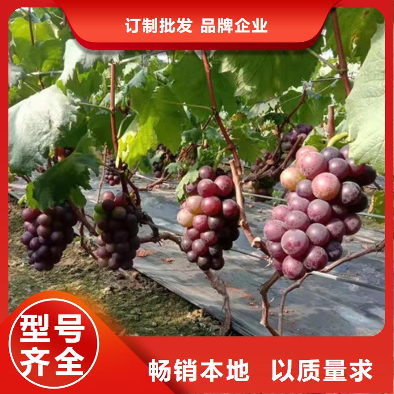 葡萄大棚草莓苗符合标准