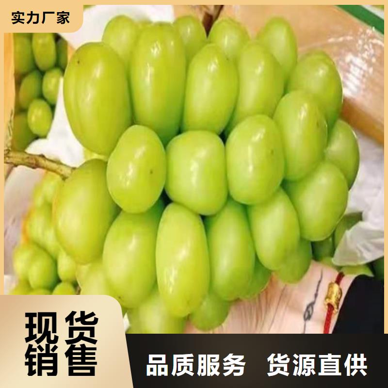 葡萄桃树苗发货迅速
