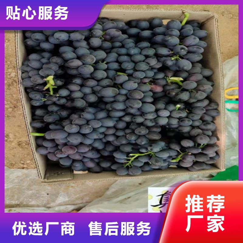 葡萄冬枣苗实力优品