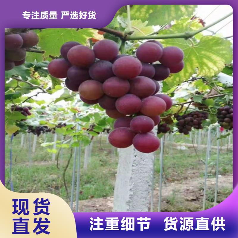 葡萄花椒苗价格地道
