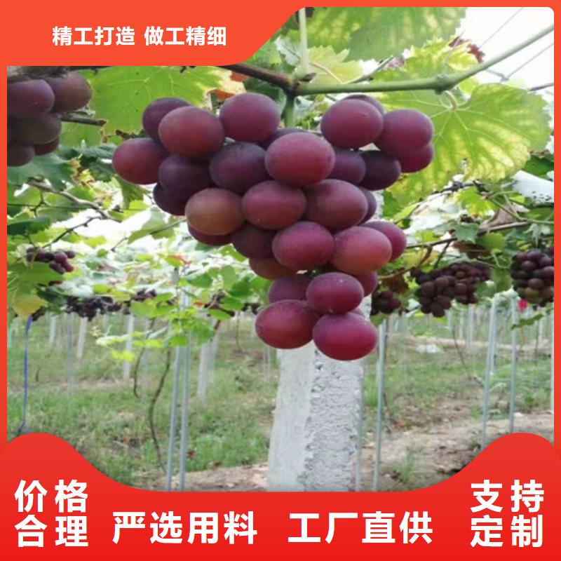 葡萄_香椿树苗送货上门