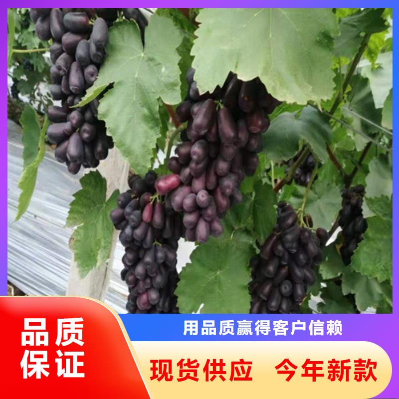 梨树苗视频-浙江省舟山市兴业梨树苗可服务区域定海|岱山|湖州|丽水|金华|嘉兴等