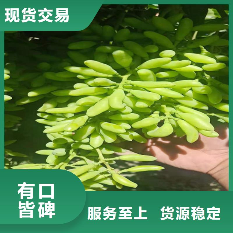 葡萄,草莓苗安心购