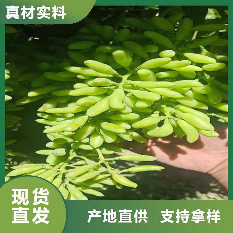 葡萄油蟠7-7供您所需