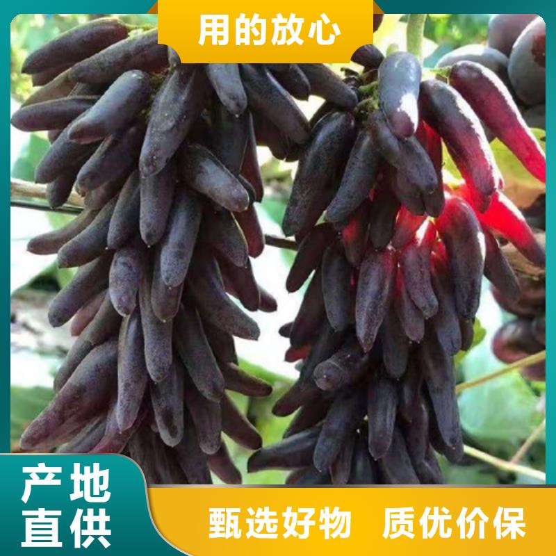 葡萄花椒苗价格地道