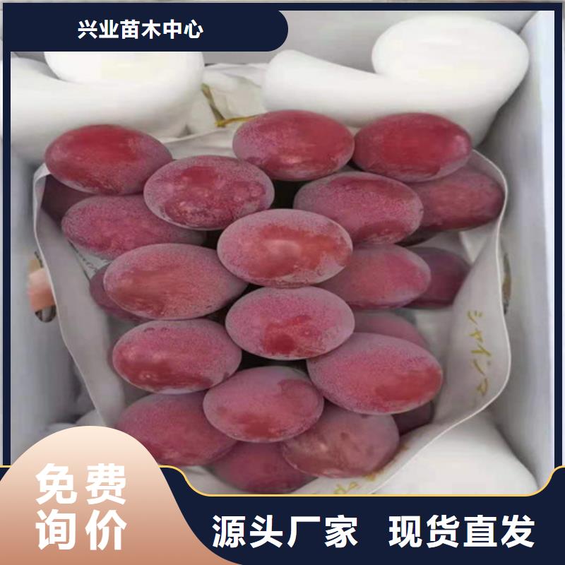 梨树苗视频-浙江省舟山市兴业梨树苗可服务区域定海|岱山|湖州|丽水|金华|嘉兴等