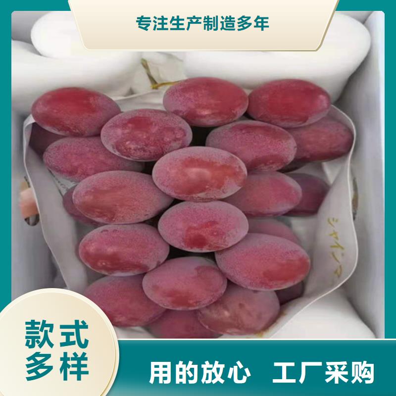 葡萄酥脆一号从源头保证品质