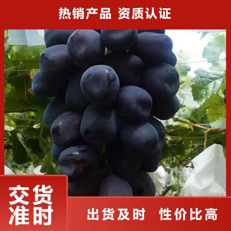 梨树苗视频-梨树苗-新疆伊犁市乌鲁木齐|克拉玛依当地服务商