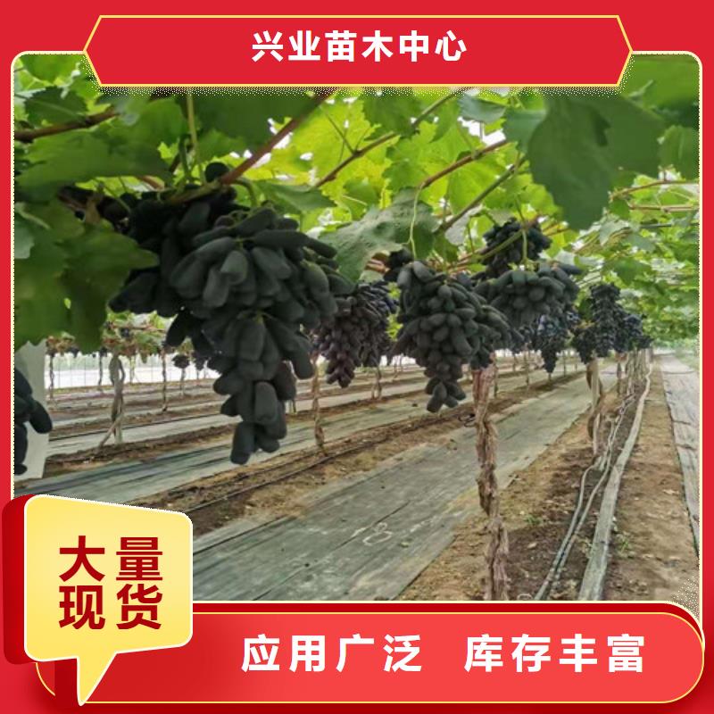 葡萄_香椿树苗送货上门