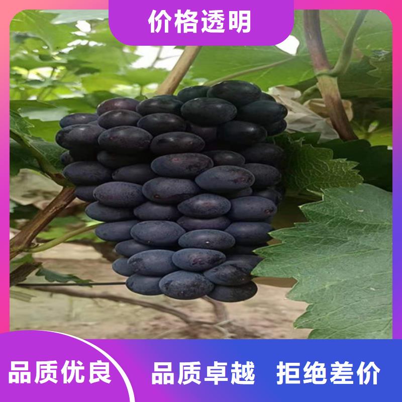 葡萄草莓苗真材实料诚信经营