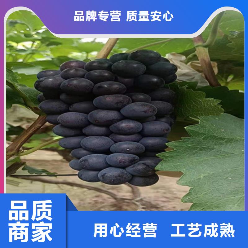 葡萄酥脆一号从源头保证品质