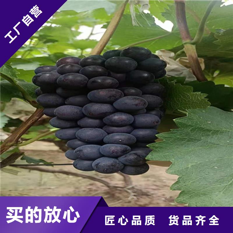 葡萄棠梨苗精选好货