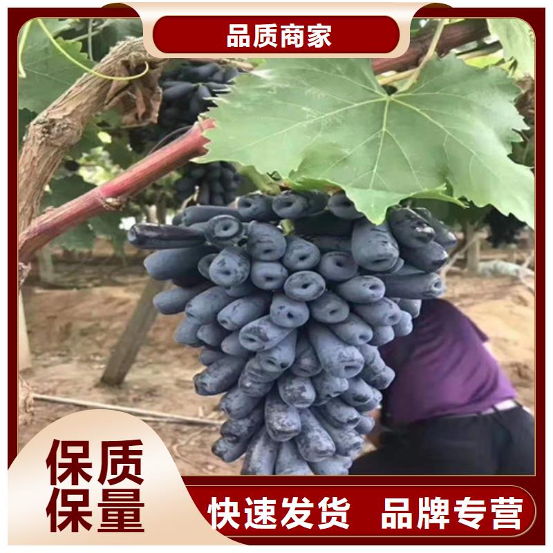 梨树苗视频-梨树苗-新疆伊犁市乌鲁木齐|克拉玛依当地服务商