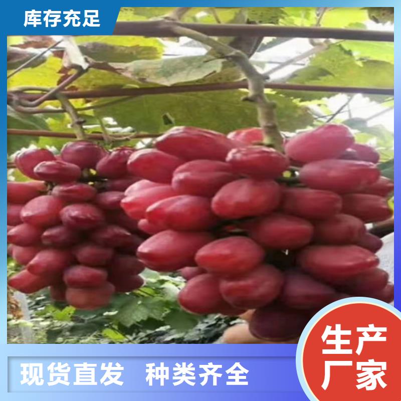 葡萄酥脆一号从源头保证品质