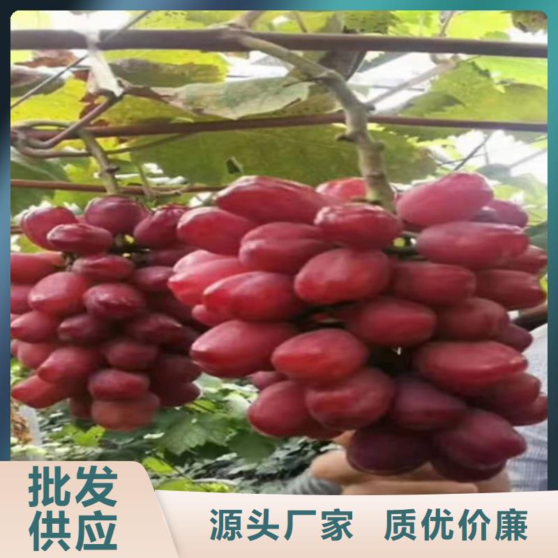 葡萄桃树苗一致好评产品
