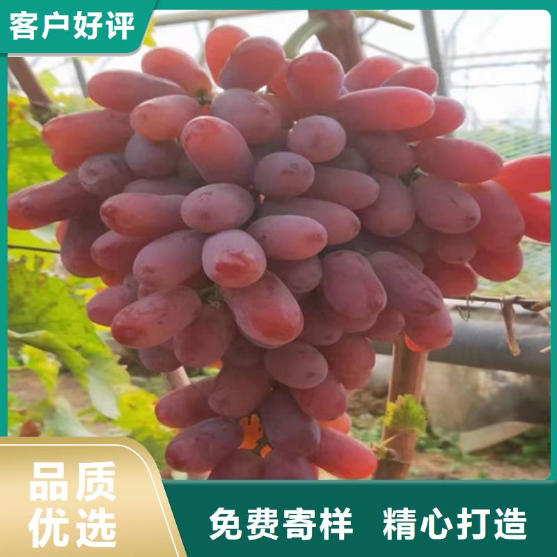 葡萄苹果苗源头厂商
