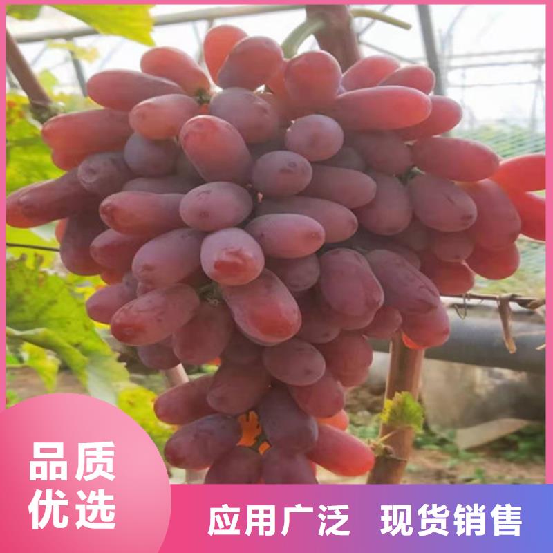 梨树苗视频-浙江省舟山市兴业梨树苗可服务区域定海|岱山|湖州|丽水|金华|嘉兴等