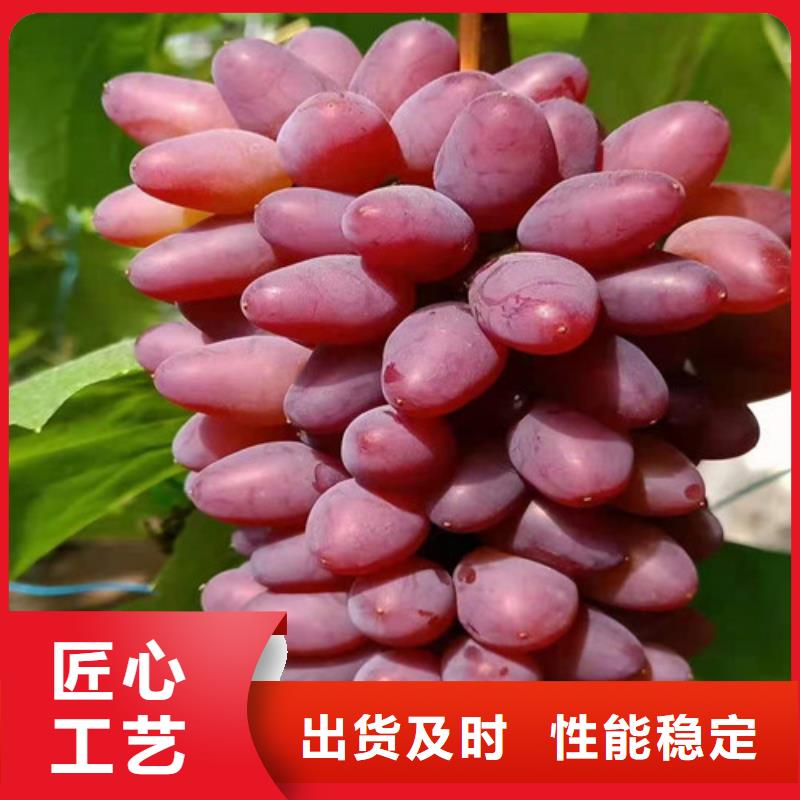 葡萄葡萄苗好货直销
