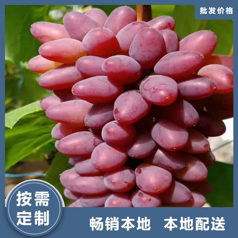 葡萄,草莓苗安心购