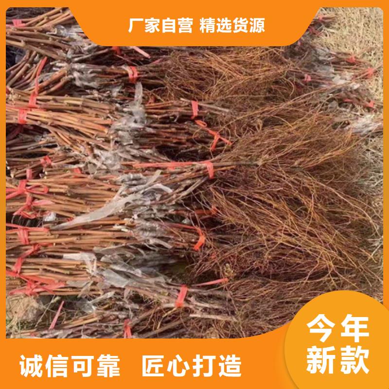 梨树苗视频-浙江省舟山市兴业梨树苗可服务区域定海|岱山|湖州|丽水|金华|嘉兴等
