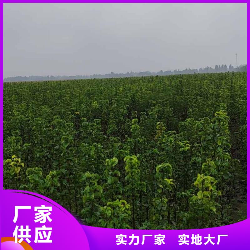 皇冠梨树苗视频-云南省丽江市华仁皇冠梨树苗可服务区域古城|永胜|红河|曲靖|德宏|昆明等