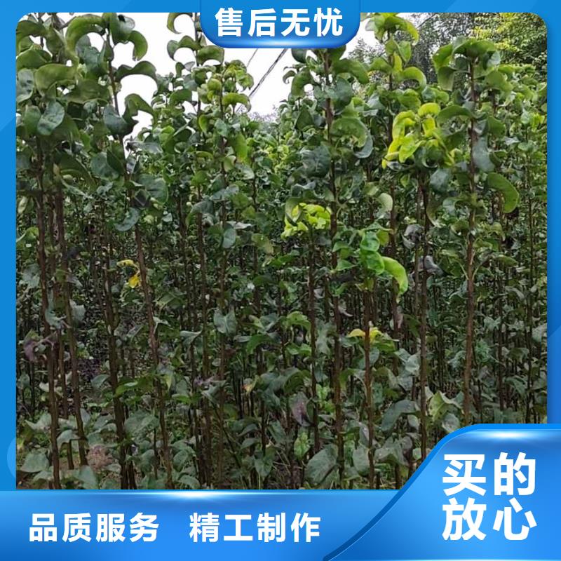 梨杜梨苗精选货源
