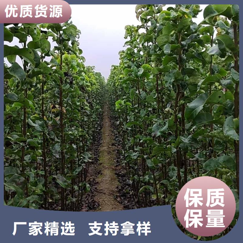 梨瑞蟠101桃树苗多种规格供您选择
