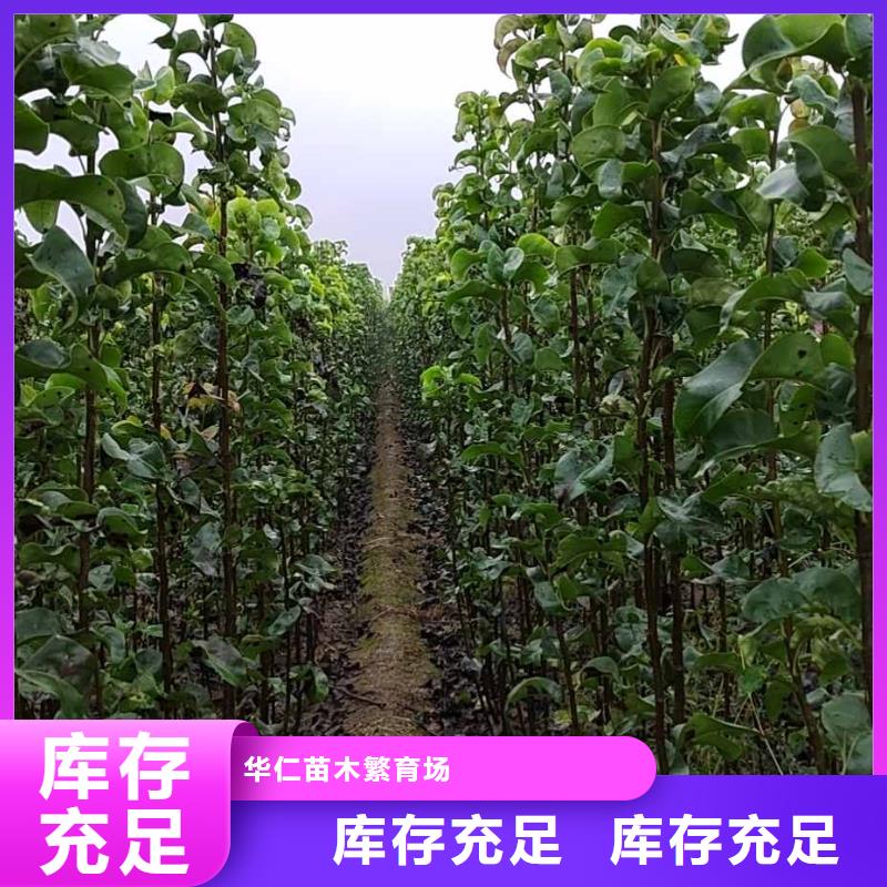 梨瑞蟠101桃树苗可定制