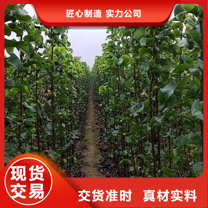 梨秋月梨树苗支持拿样