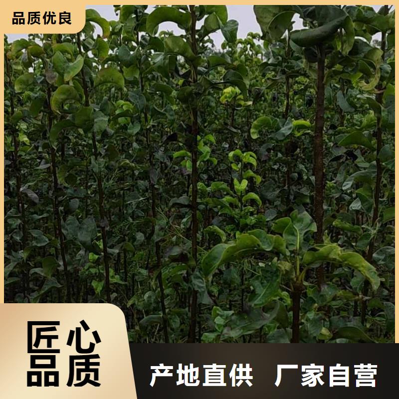【梨】,秋月梨树苗拒绝中间商