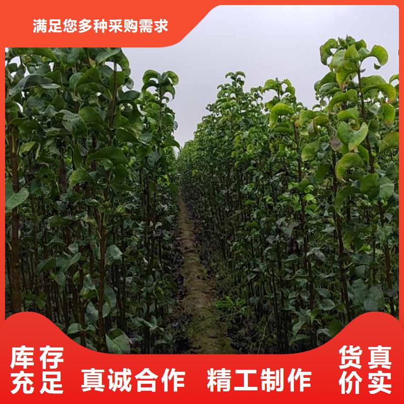 梨-皇冠梨树苗品质值得信赖