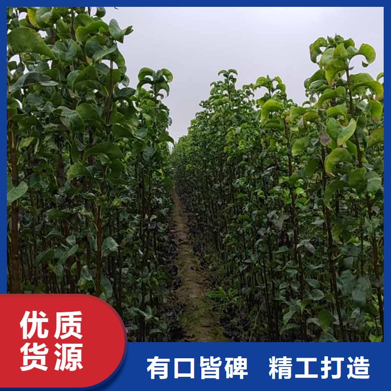 【梨】黄冠梨树苗厂家工艺先进