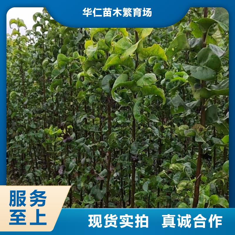 梨奥红一号梨苗诚信经营