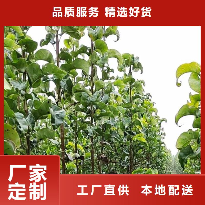 梨黄冠梨树苗现货满足大量采购