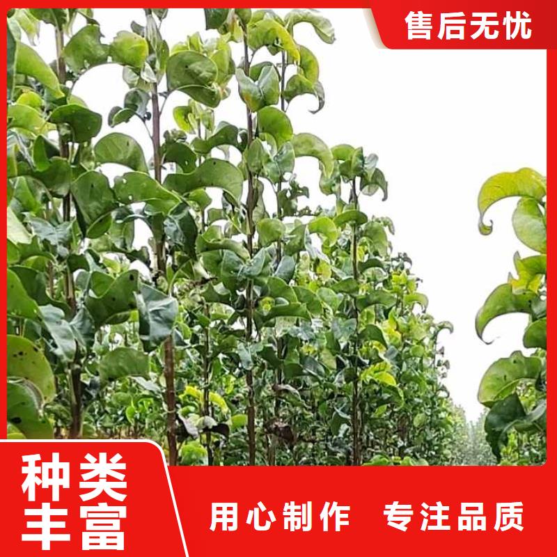 梨-红香酥梨树苗选择我们选择放心