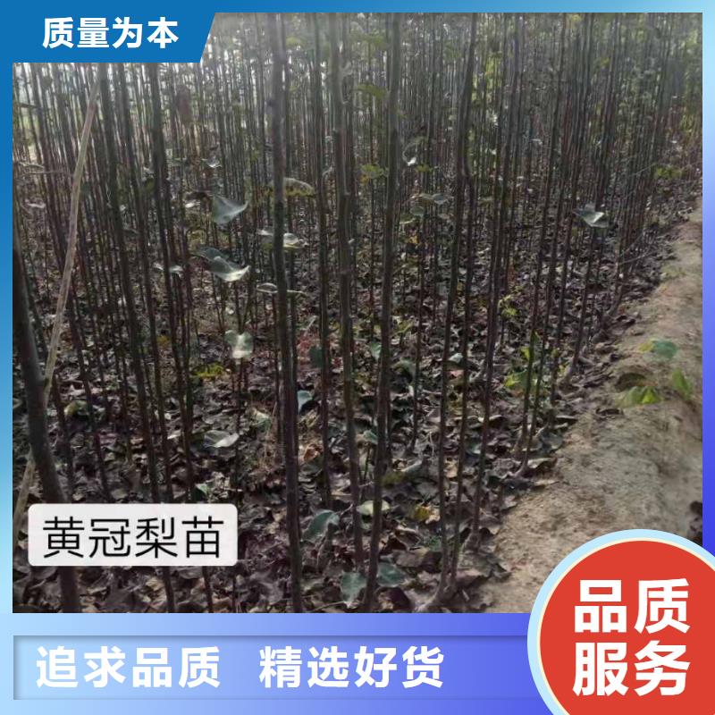 皇冠梨树苗视频-皇冠梨树苗(华仁)覆盖地域河北省邯郸市永年|大名|廊坊|沧州|承德|唐山|邢台|张家口