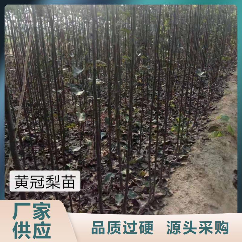 梨-香酥梨树苗海量现货直销