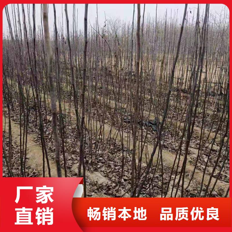 梨秋月梨树苗支持拿样